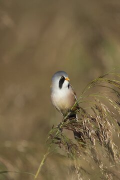 Bearded tit or reedling (Panurus biarmicus) adult male bird on a reed flower head, RSPB Strumpshaw fen nature reserve, Norfolk, England, United Kingdom