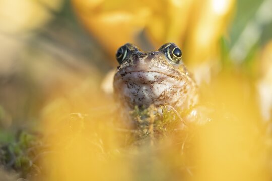 Common frog (Rana temporaria) adult amphibian amongst garden yellow crocus flowers in spring, England, United Kingdom