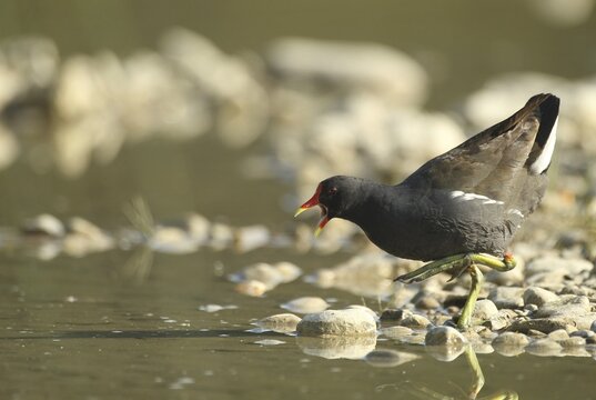 Green-footed moorhen (Gallinula chloropus) adult bird chasing off rivals in a gravel pit, Allg&auml;u, Bavaria, Germany, Allg&auml;u, Bavaria, Germany