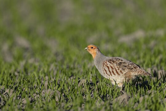 A male grey partridge (Perdix perdix) in breeding plumage searches for food in a grain field, Germany