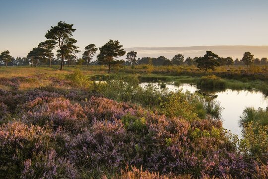 Venner Moor at heather blossom in late summer, Neuenkirchen-V&ouml;rden, Lower Saxony, Germany