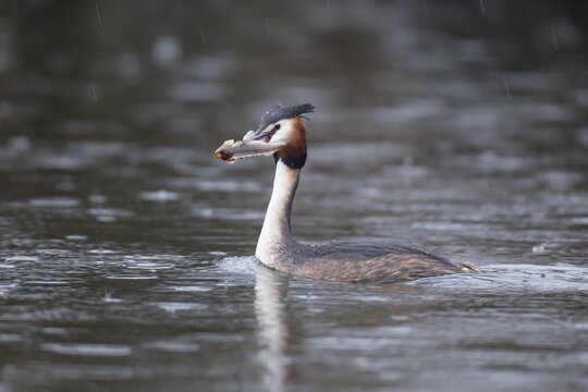 Great crested grebe (Podiceps cristatus) adult bird on a lake with a Bullhead fish in its beak, England, United Kingdom
