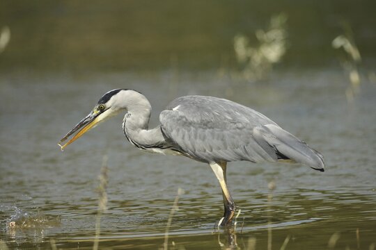 Grey heron (Ardea cinerea) eating the remains of a Swan mussel (Anodonta cygnea), Allg&auml;u, Bavaria, Germany, Allg&auml;u, Bavaria, Germany