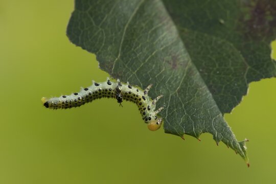 Large rose sawfly (Arge pagana) adult insect larva garden pest feeding on a rose plant leaf in summer, England, United Kingdom