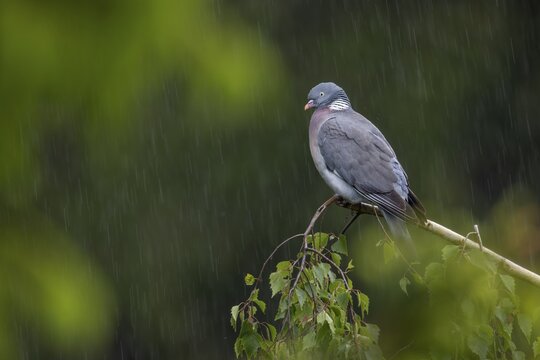 The wood pigeon (Columba palumbus) waits stoically for the rain to stop, Germany