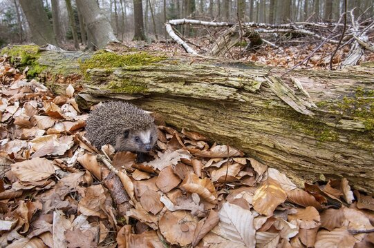 Hedgehog (Erinaceidae) on the forest floor looking for winter quarters, Cloppenburg, Lower Saxony, Germany