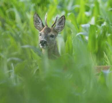 Roe deer (Capreolus capreolus), young roebuck standing in a corn field (Zea mays) and looking attentively, wildlife, Thuringia, Germany