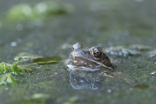 Common frog (Rana temporaria) adult amphibian on the water surface of a pond, England, United Kingdom