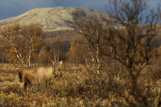 A strong wind is blowing across the marshland, easily recognisable by the wisp of bast floating horizontally above the eye of the bull moose (Alces alces), moose rut, rutting season, autumn, Ruska, September, Norway