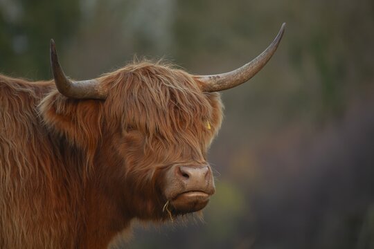 Highland cattle or cow (Bos taurus) adult farm animal head portrait, Suffolk, England, United Kingdom