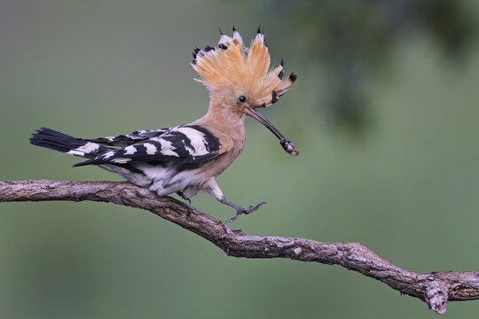 Hoopoe (Upupa epops) Bird of the Year 2022, male with caterpillar as a wedding present for the female, feeding, courtship feeding, erected bonnet, golden hour, backlight, sunlight, rising sun, Middle Elbe Biosphere Reserve, Saxony-Anhalt, Germany
