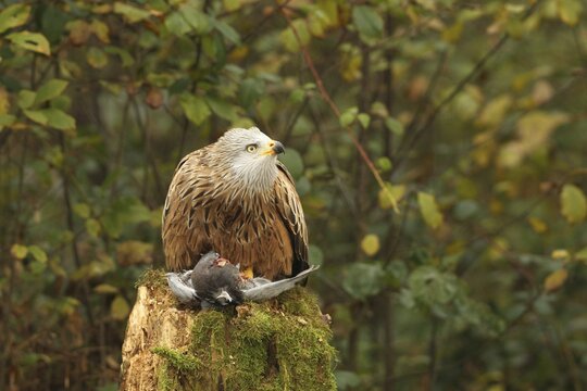Red kite (Milvus milvus) on captured domestic pigeon (Columba livia domestica) observing flying conspecifics in the sky, Allg&auml;u, Bavaria, Germany, Allg&auml;u, Bavaria, Germany