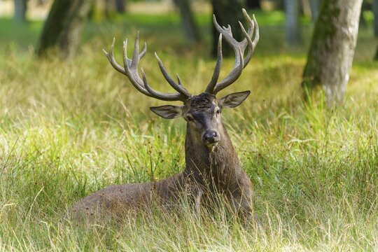 A resting stag with antlers observing the surroundings in a meadow, red deer (Cervus elaphus) rut, Germany