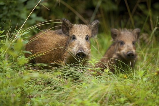 Wild boar (Sus scrofa) piglets, captive, Saxony, Germany