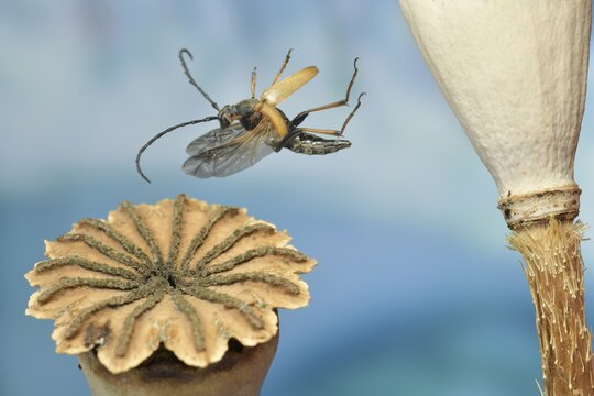 Red-necked buck (Stictoleptura rubra), female in flight on a poppy capsule