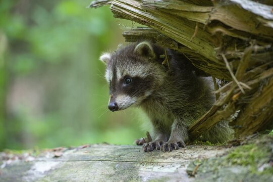 Young raccoon (Procyon lotor) on a discovery tour, Steinhagen, North Rhine-Westphalia, Germany