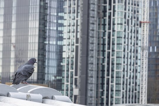 Feral pigeon (Columba livia domestica) adult bird on the Millenium bridge with office block skyscrapers in the background, City of London, England, United Kingdom