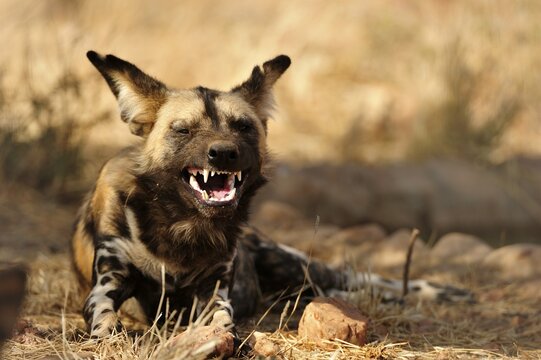 African wild dog (Lycaon pictus), endangered species, shows teeth, Namibia