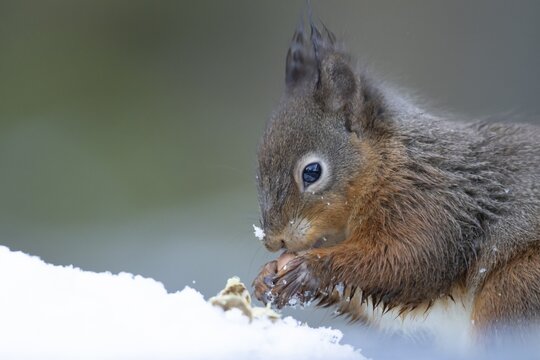 Red squirrel (Sciurus vulgaris) adult animal feeding on a nut in snow in winter, England, United Kingdom