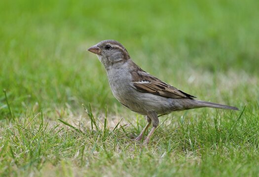 House sparrow (Passer domesticus), female foraging on a lawn in the garden, Lower Saxony, Germany