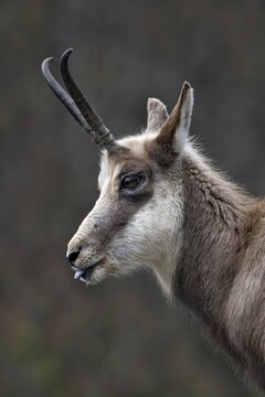 Chamois (Rupicapra rupicapra), Alpine Zoo, Innsbruck, Tyrol, Austria