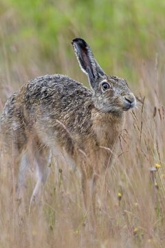 Brown hares (Lepus europaeus) often take breaks to stretch while foraging, Germany