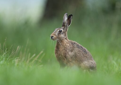 European hare (Lepus europaeus) sitting in a meadow, Lower Saxony, Germany