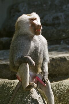 Mantled baboon (Papio hamadryas), male, zoo, Ethiopia