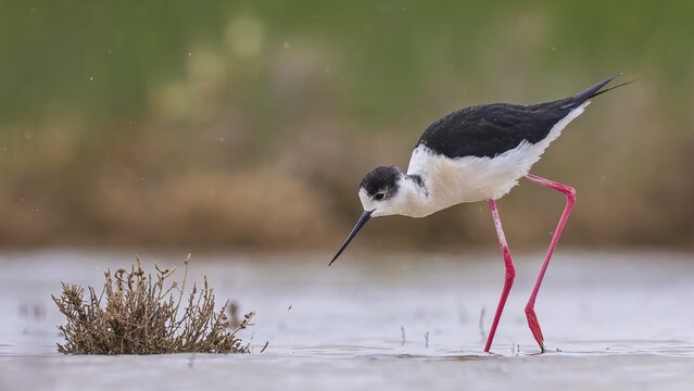 Black-winged Stilt (Himantopus himantopus) Family of Avocets, female, searching for food in the mud, shallow water zone, Toledo, Spain