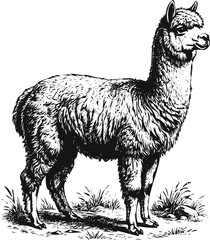 Alpaca standing in grass with an engraving style rendering for rustic design concepts © Ishtiaq