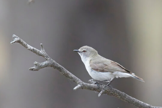 Western Gerygone