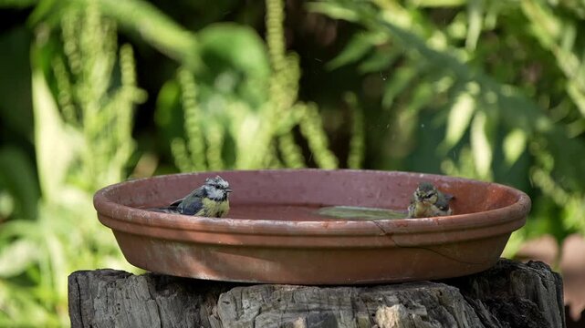 A group of young Blue Tits (Cyanistes caeruleus) and Coal Tits (Periparus ater) enjoy bathing and splashing in a water basin on a hot summer day, showing playful behaviour and a fresh, lively wildlife