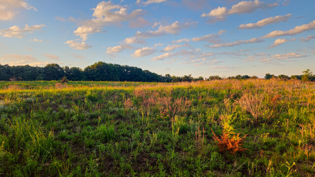 A prairie with wide-open grasslands with renewal after a controlled burn. Beauty in nature and environment background.