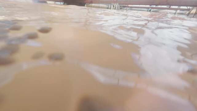 Extreme close-up underwater shot of Tilapia fish feeding on commercial pellets at an aquaculture floating cage in An Hiep, Mekong Delta