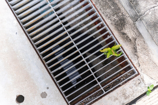 Young Plant Growing Near Drain Cover