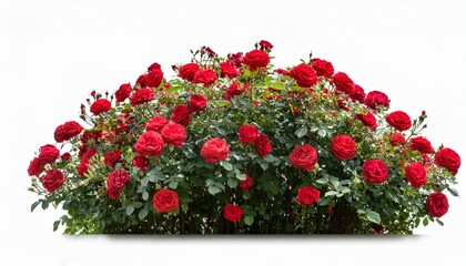 Naklejka premium Blooming Red Rose Bushes Isolated On White