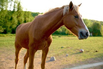Fototapeta premium Chevaux du domaine Châtelard.