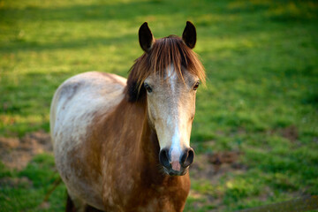 Fototapeta premium Chevaux du domaine Châtelard.