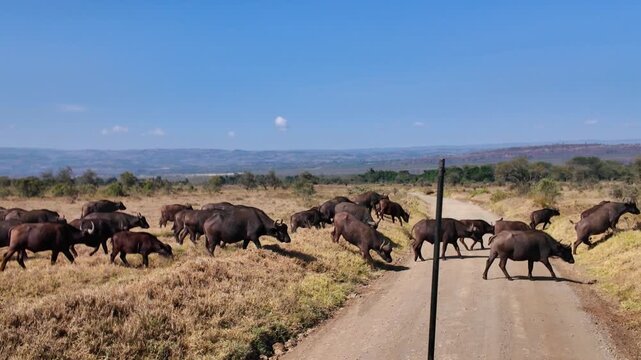 View of a large herd of African buffaloes grazing in the dry savanna of Lake Nakuru National Park under a clear blue sky in Nakuru, Nakuru County, Kenya.