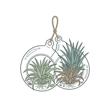 Air plants in hanging glass ornaments.