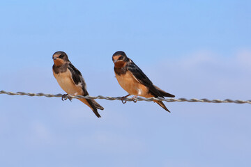 2 hirondelles en pleine sieste sur le fil © helenedevun
