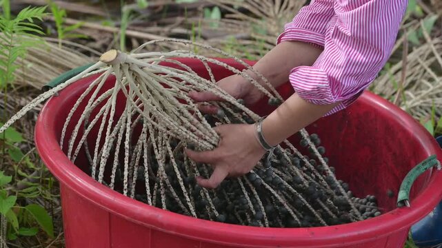 Acai berry harvest. Fresh raw acai berries on branches sorted by farmer hands in a red basin. Close up of organic acai berry agricultural farming concept.