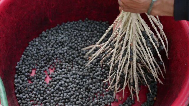 Acai berry harvest. Farmer hands stripping fresh raw acai berries from branches into a red basin. Close up of organic acai berry agricultural farming concept.