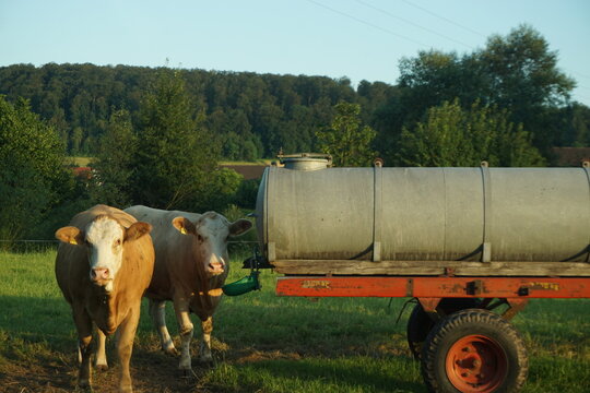 Zwei K&uuml;he auf Wiese neben Wassertanker vor Wald und rot-blauem Himmel bei Sonne am Abend im Sommer