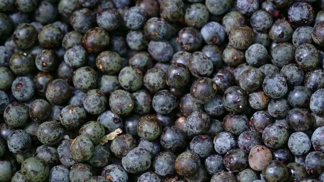 Acai berry harvest. Macro close up of fresh raw acai berries. Detail of dark purple organic acai berry fruits background. Agricultural farming concept.