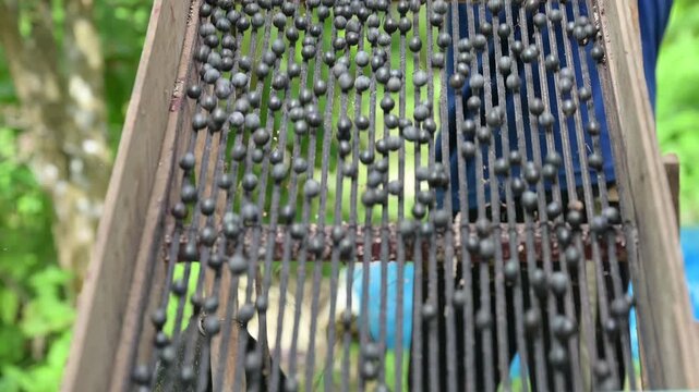 Acai berry harvest. Fresh raw acai berries rolling down a wooden sorting machine grate outdoors. Agricultural farming and harvesting concept of organic fruit.