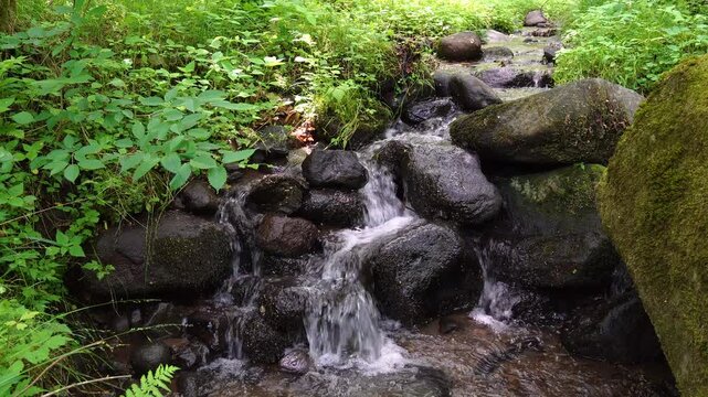 原生林を流れる小川と小さな滝