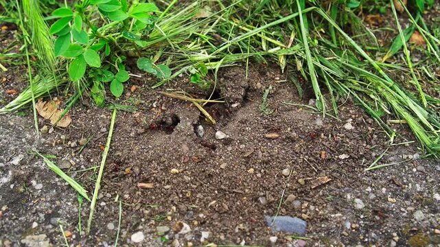 Forest ants building an anthill in the ground among green grass