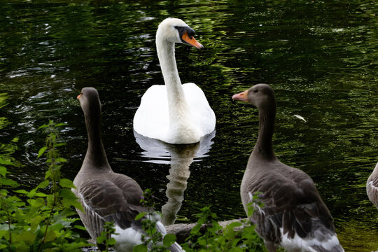 A swan with geese at a pond