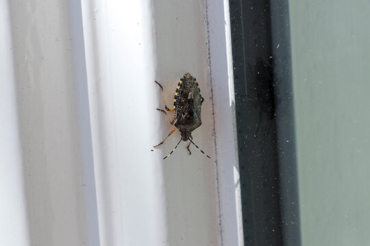 Brown marmorated stink bug on a white window frame. Close up of shield bug with brown pattern and striped antennae.